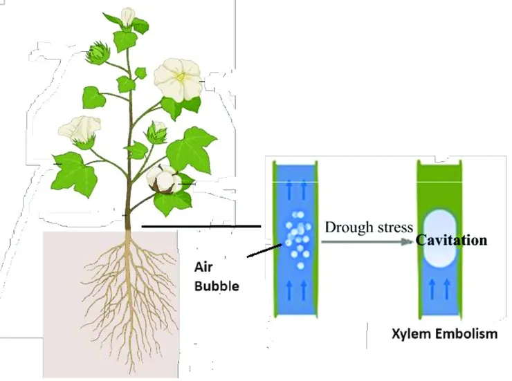 圖片取自A Review on the Physiology of Drought with respect to Tylosis and Embolism Formation in Cotton
