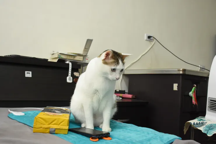 在丸子旁邊看起來差不多寬?!