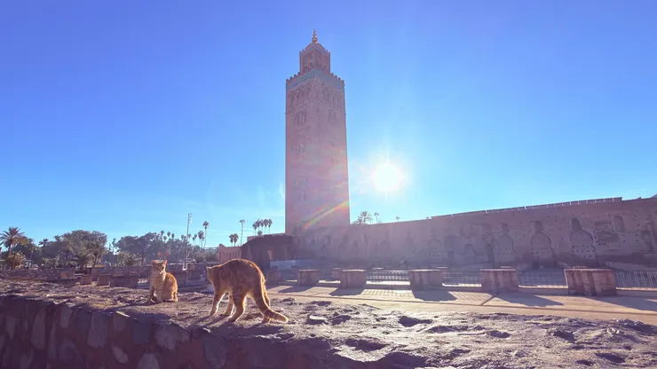 穆斯林國家貓被視為聖潔的動物