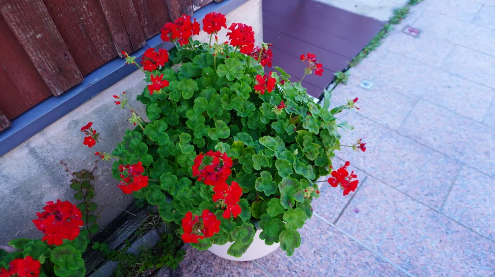 Mia 慢生活經營誌