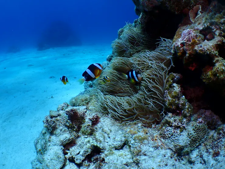 小〜丑〜魚~さ〜