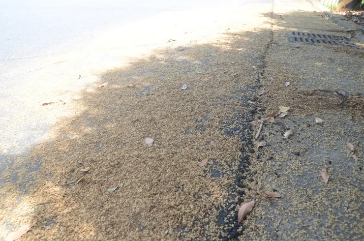 曾經 紛紛開且落的龍眼落花