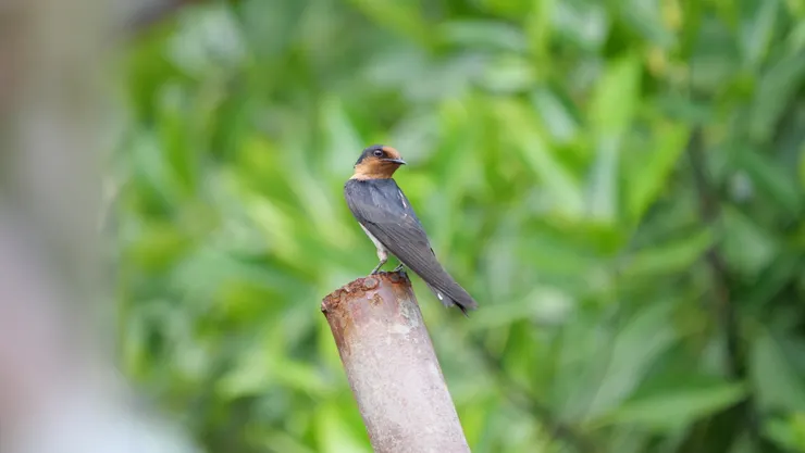 尾巴看上來較短