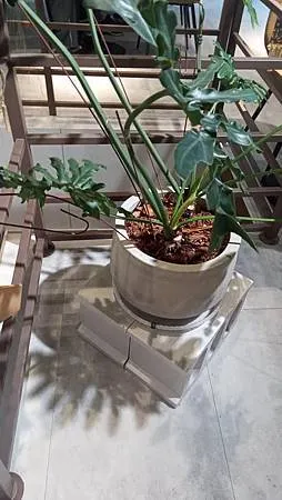 [台北美食]植物系、藝術視覺、網美拍攝並列店家，台灣特有吃法