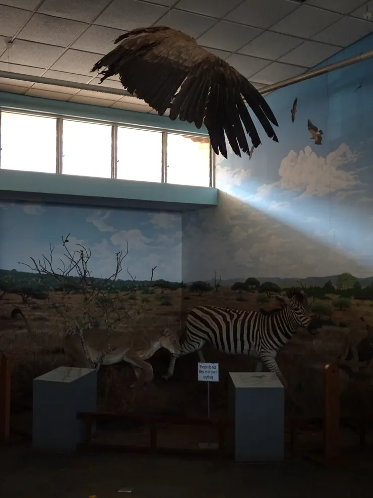 史瓦帝尼野生動物模型二