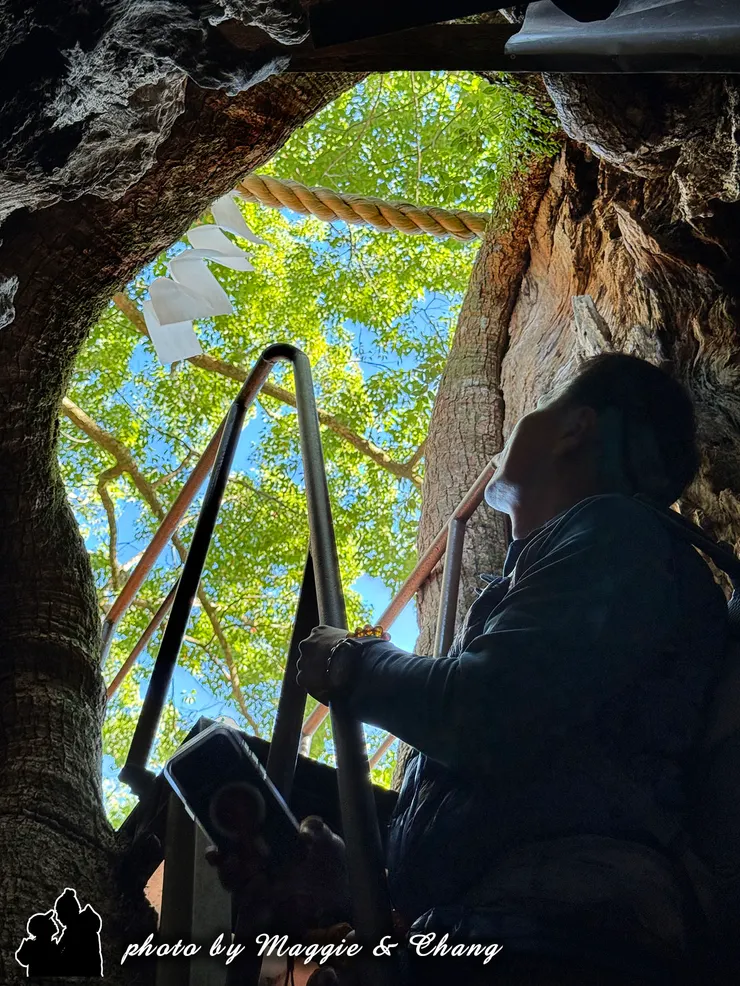 樹洞內很小僅能容納一人,有鐵梯可以爬上去出口