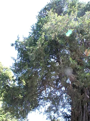 src