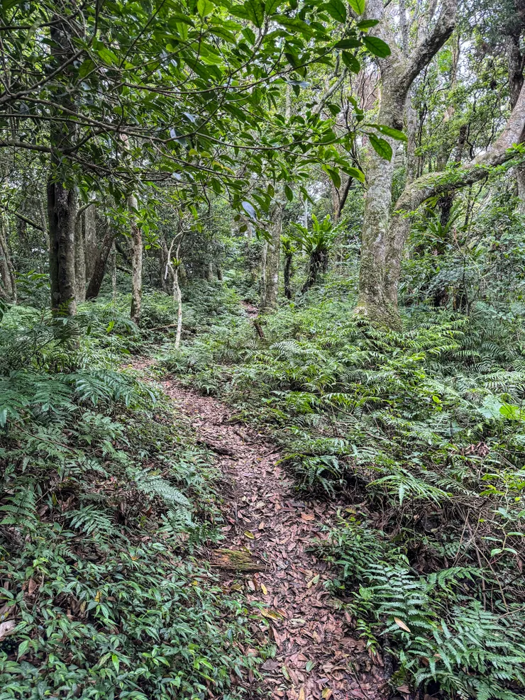 從叉路口到金平山約八分鐘左右。