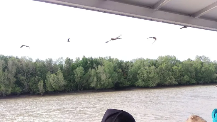 跳跳鱷景點,野生鷹餵鷹秀