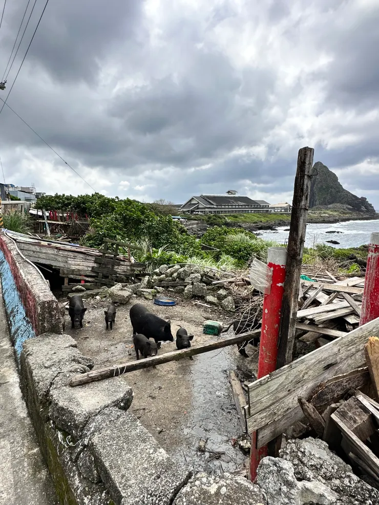 蘭嶼豬是台灣的原生豬種，又稱蘭嶼小耳種豬。
