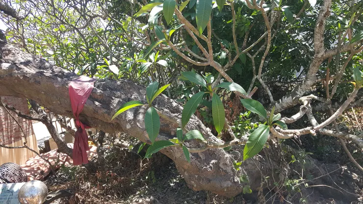 曾經傾倒的老雞蛋花樹幹有著虯龍盤踞的蒼勁氣勢。