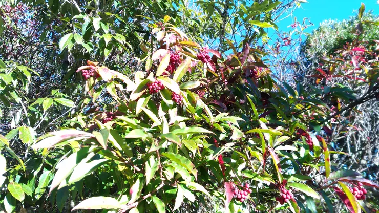 羅馬縱走路線上分佈不少的玉山假沙梨