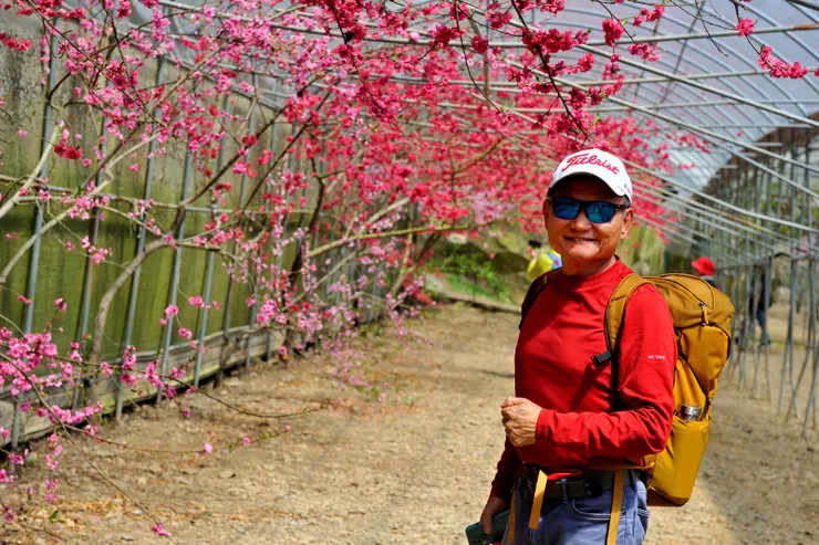 【桃花廊靠鐵桿撐起出乎意料,遠攝近拍費心截取最佳樣貌。背景的深紅是蟠桃花。】