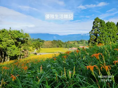 赤柯山的金針花