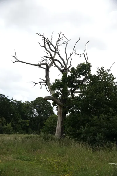 Edinbrugh: Cammo Estate