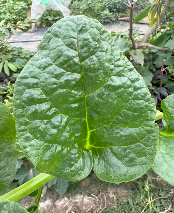 厚實的皇宮菜葉片