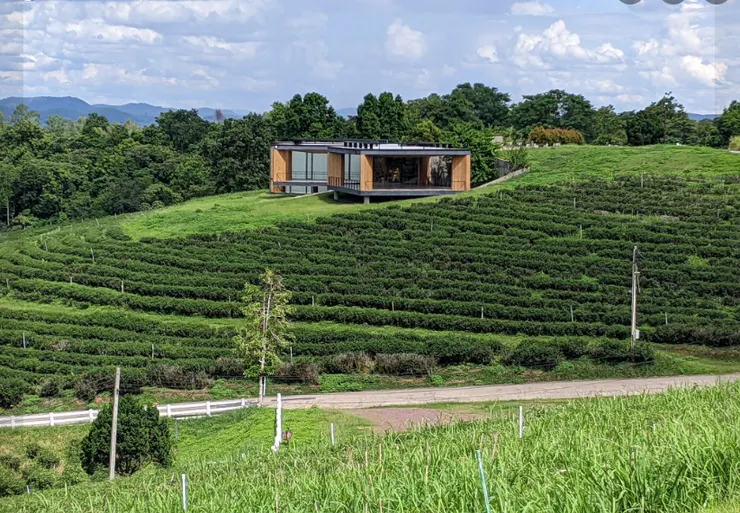 翠峰茶園