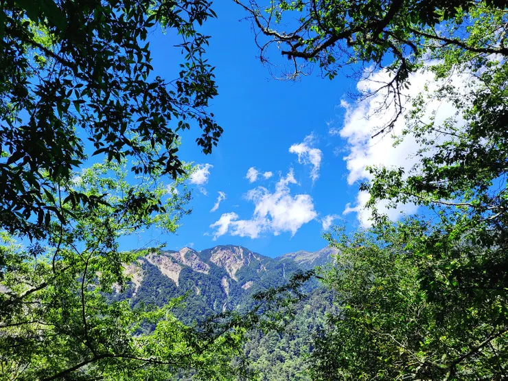 林間眺望玉山