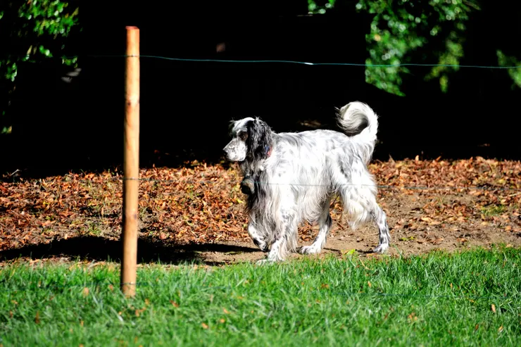 【城堡養的英國長毛獵犬！我們一直很好奇牠為什麼肯乖乖呆在象徵性的圍欄內。】