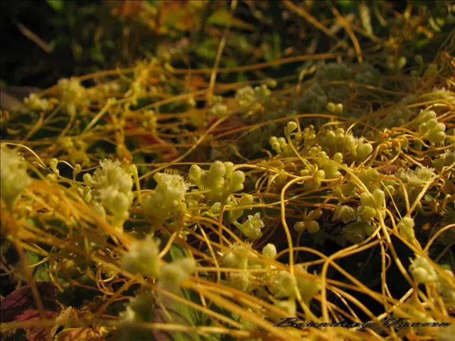 要吮乾多少強健的生命才換來如此的結實累累!