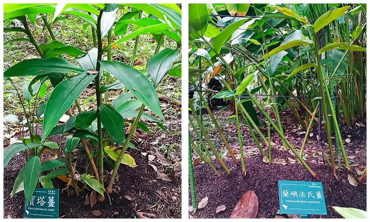寶塔薑及蘭嶼法氏薑