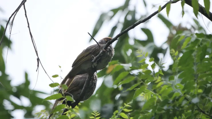 沒有唱歌的黃冠鵯，外表不算注目