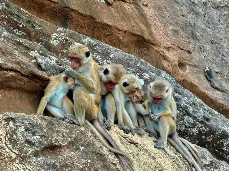 岩牆上有很多獼猴