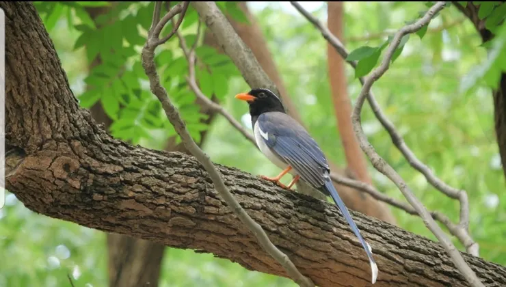 香港代表紅嘴藍鵲