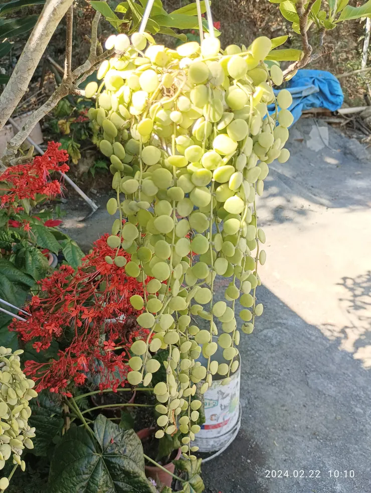 串錢藤，神山原民家前拍攝