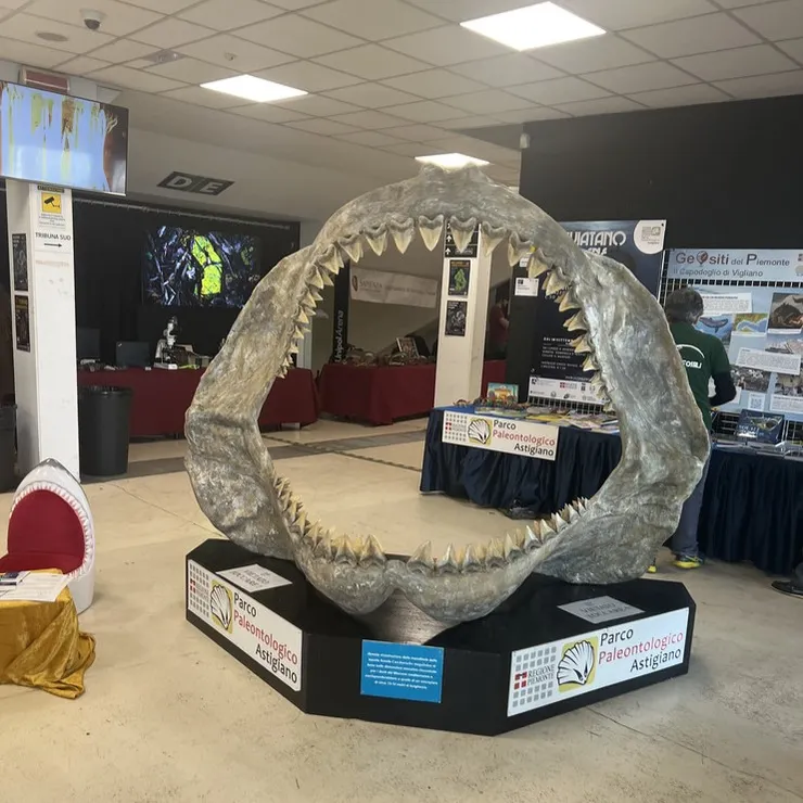 波隆那礦物展上的巨大鯊魚牙骨骼化石