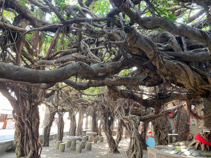 橫著長出去的一大片氣根