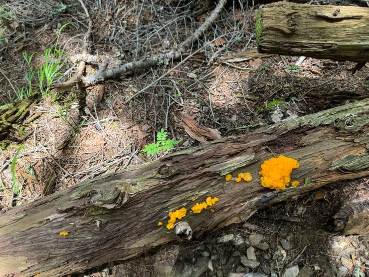 潮濕的林間好多這種鮮豔的黏菌