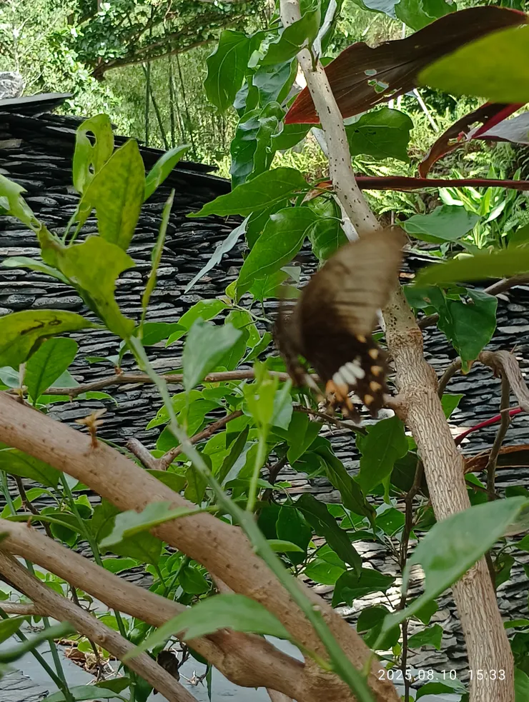 覓伴鳳蝶，自拍攝