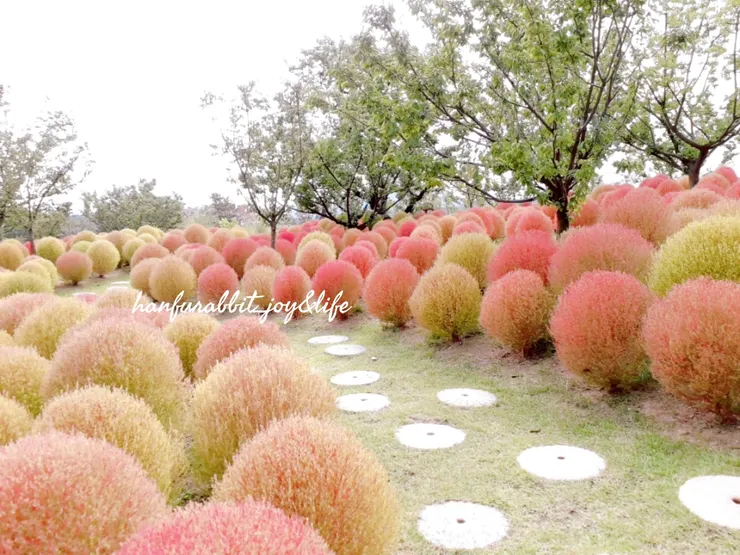 愛寶樂園波波草