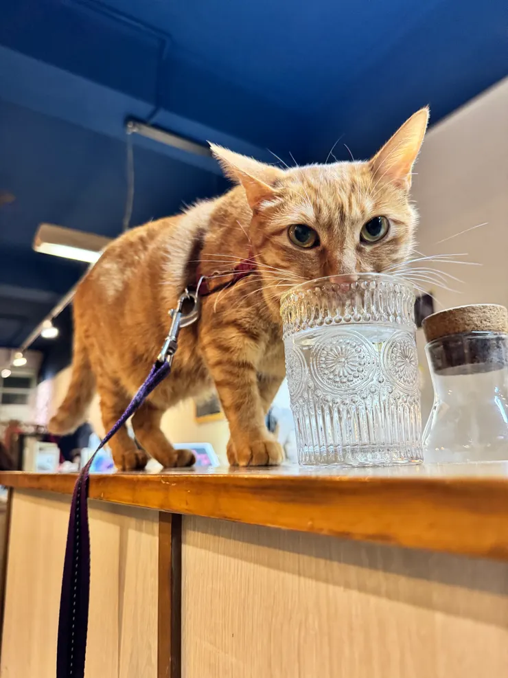 杯子裡的水比較好喝XD