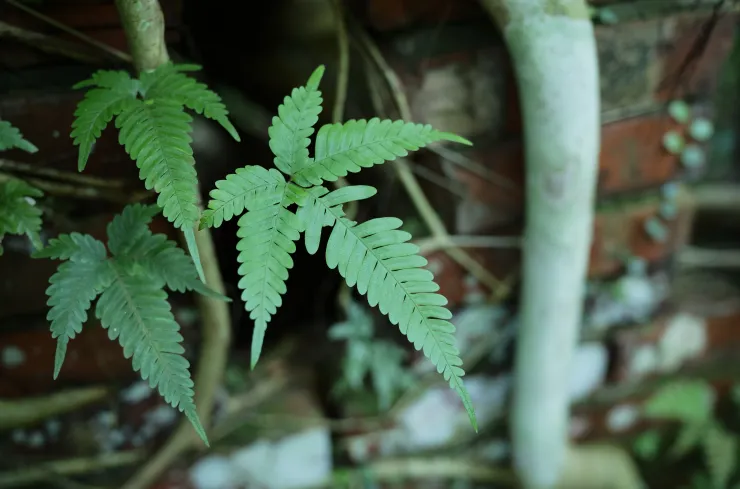 蕨與廢墟(Leica M10-R+ APO-SUMMICRON-M 35 f/2 ASPH.)