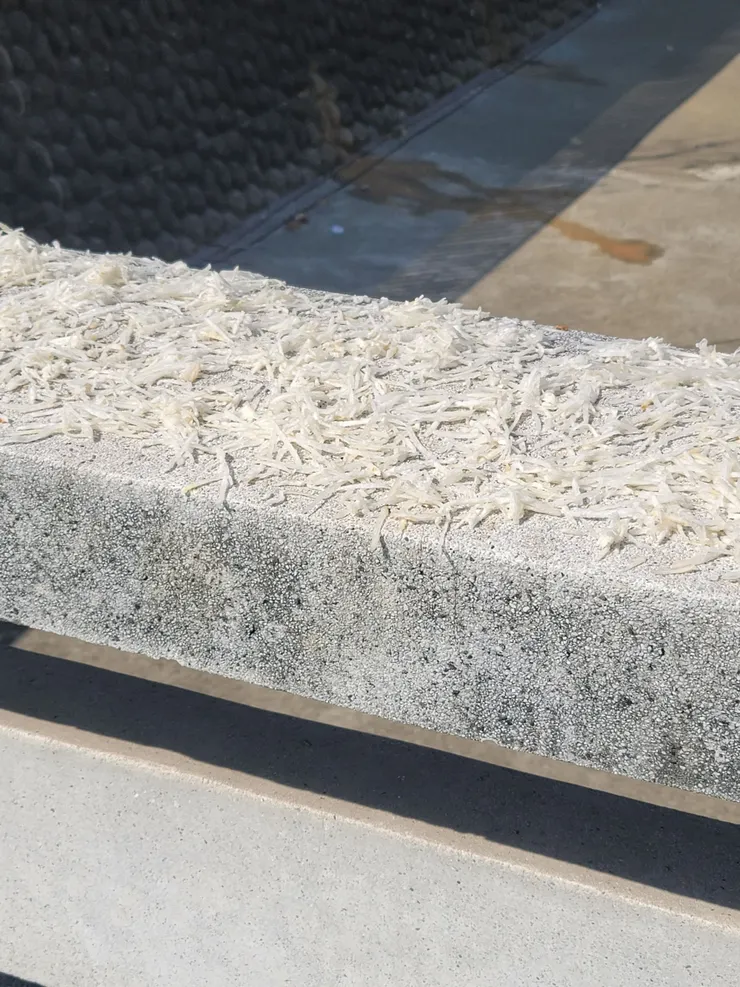 初次見面的白蘿蔔絲。