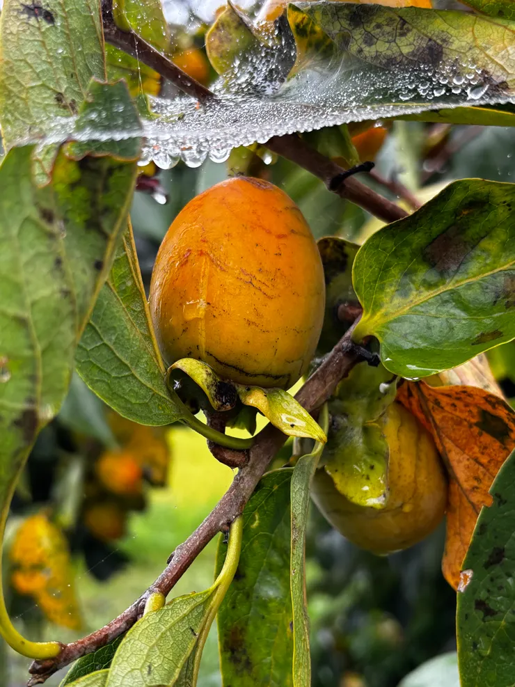 Somewhere in Shikoku with persimmons
