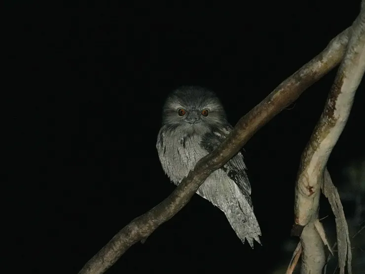 蛙嘴夜鷹 Tawny Frogmouth 