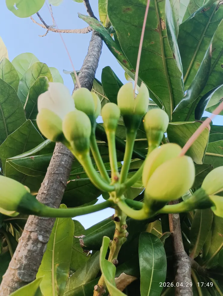 各歸其處花千樹，棋盤腳樹，皆自拍攝