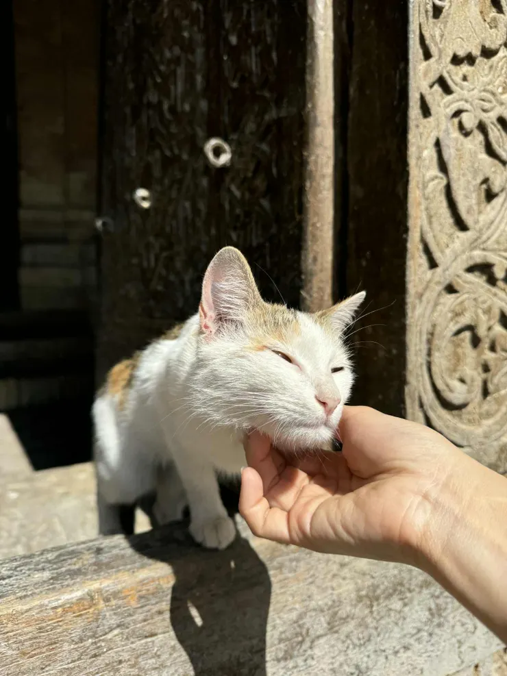 摸土庫曼貓咪的成就解鎖