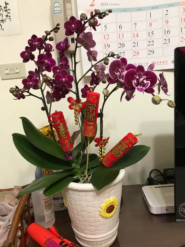 這一盆是婆婆今年過年前買了放在自家電視櫃上，快一個月的時間沒有照陽光，所以有一些花苞不開花就直接消苞了