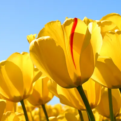 君心剖策的沙龍