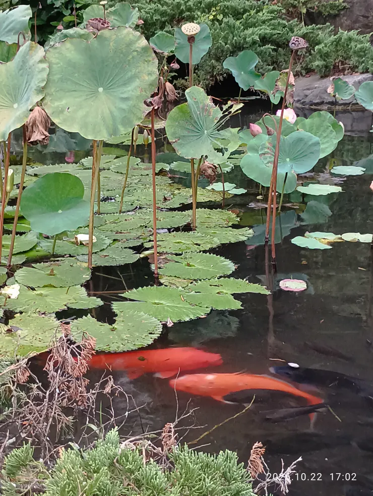 殘荷弄晚鯉魚紅
