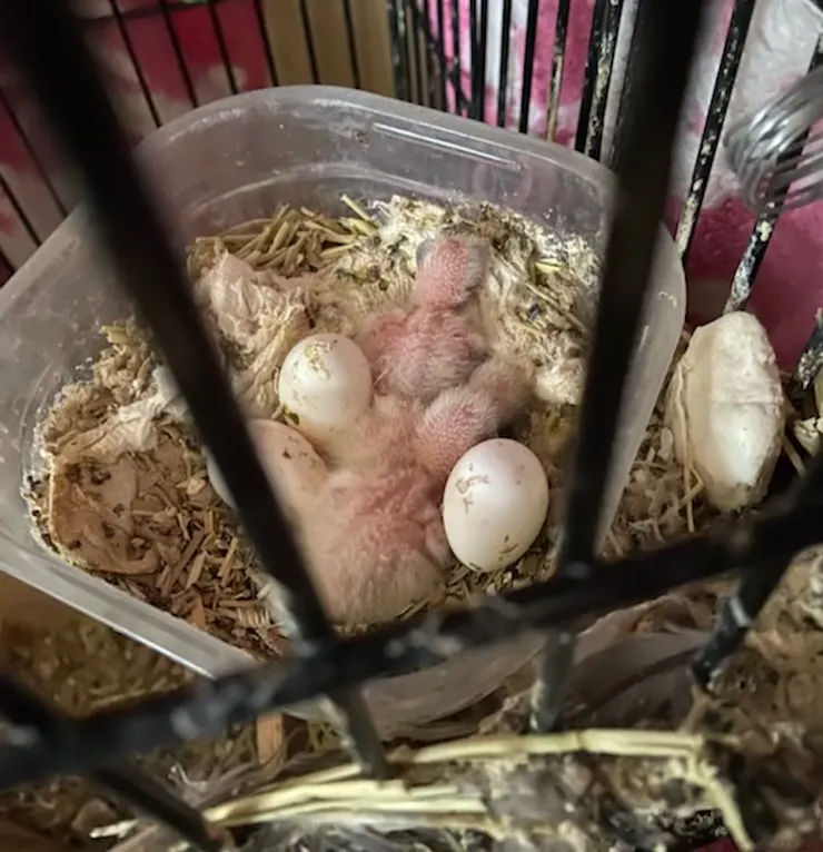 JP寶寶本寶還不知道自己成為實驗目標之一，首張照片以佔C位的粉嫩小屁屁示人，實屬相當的真性情。這個大概是二天，但太小太脆弱，還不敢取出實驗目標。