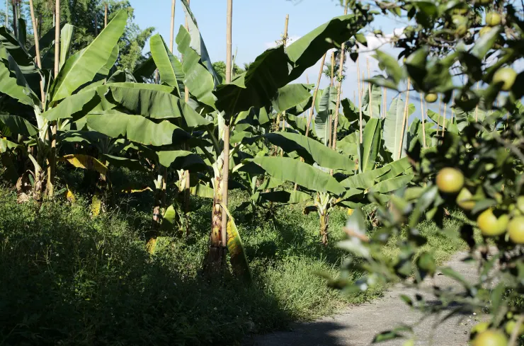 石虎友善蕉農田懷生家的香蕉園。  看那個草都比膝蓋高了，就知道石虎友善農業在生產的日常管理上，需要比地面乾淨溜溜的一般農法額外付出多少心力，遑論果樹的養分到底會不會被雜草搶走了。