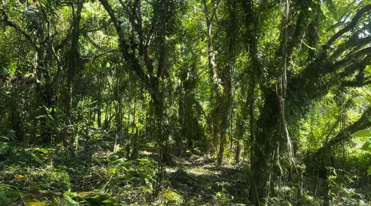 每棵大樹皆被藤蔓緊緊束縛，下一階段的工作，是協助這些老樹重獲自由。