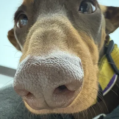 你媽豬肉的沙龍