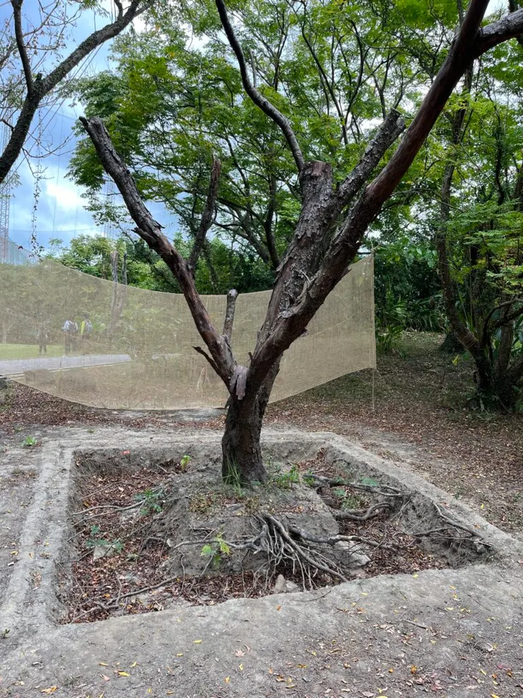 臺北之樹的藝術品