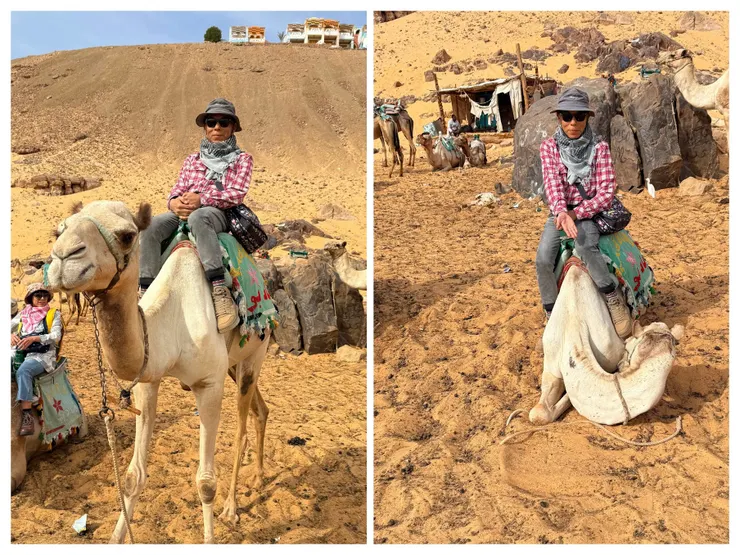 駱駝坐下和站起來高度差好多